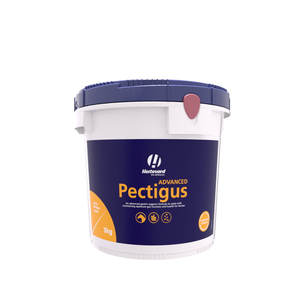 Hestevard Pectigus ADVANCED