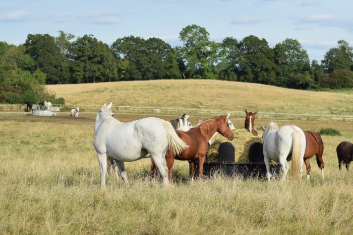 Haygain Durable 